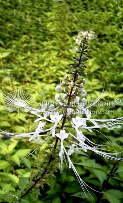 Orthosiphon stamineus 'Cat Whiskers White' (flower)